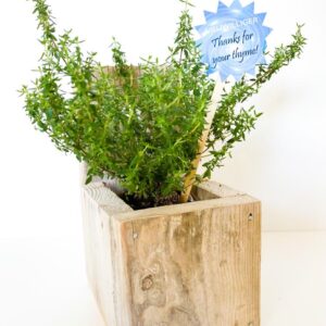 Kruidenpotje + kruidenplantje